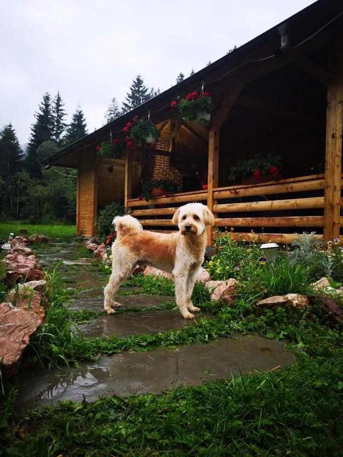 Pensiunea Casa Pancu Ceahlău Zewnętrze zdjęcie